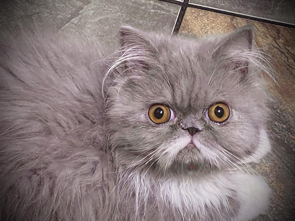 Gorgeous Lilac Tux LH Exotic photo 4