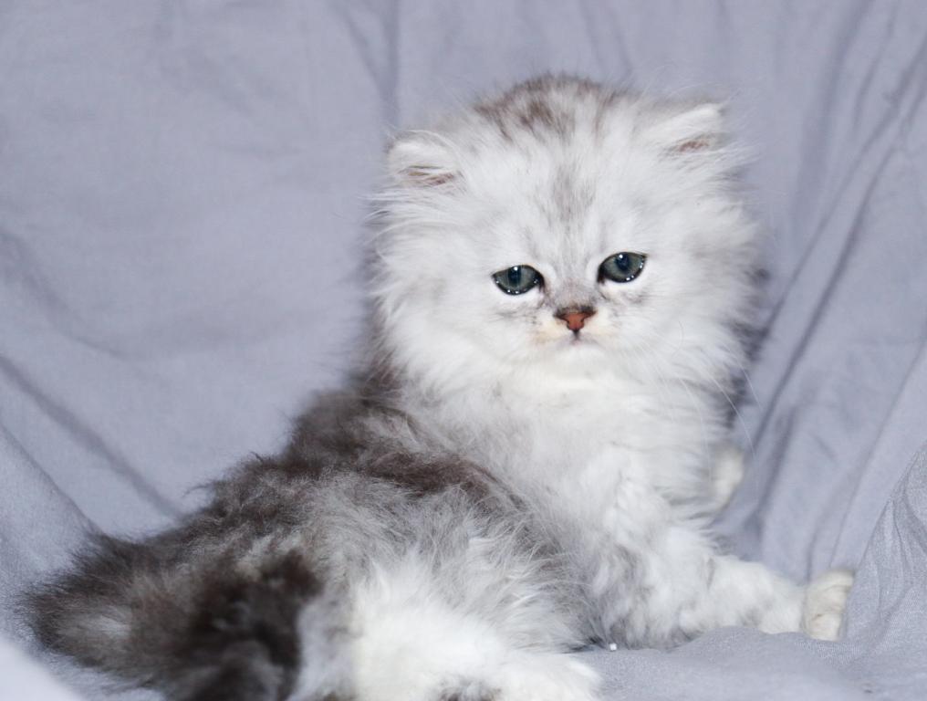 Luka photo 5