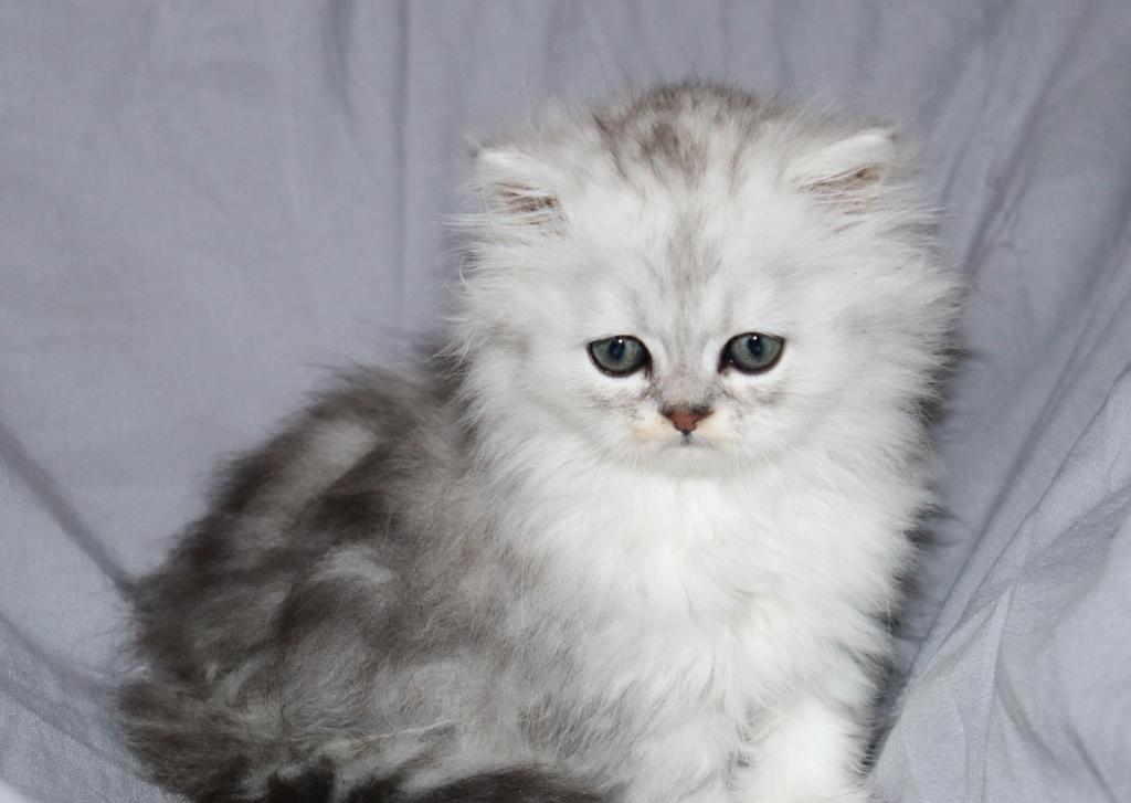 Luka photo 4