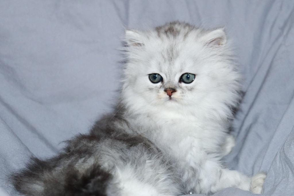 Luka photo 1