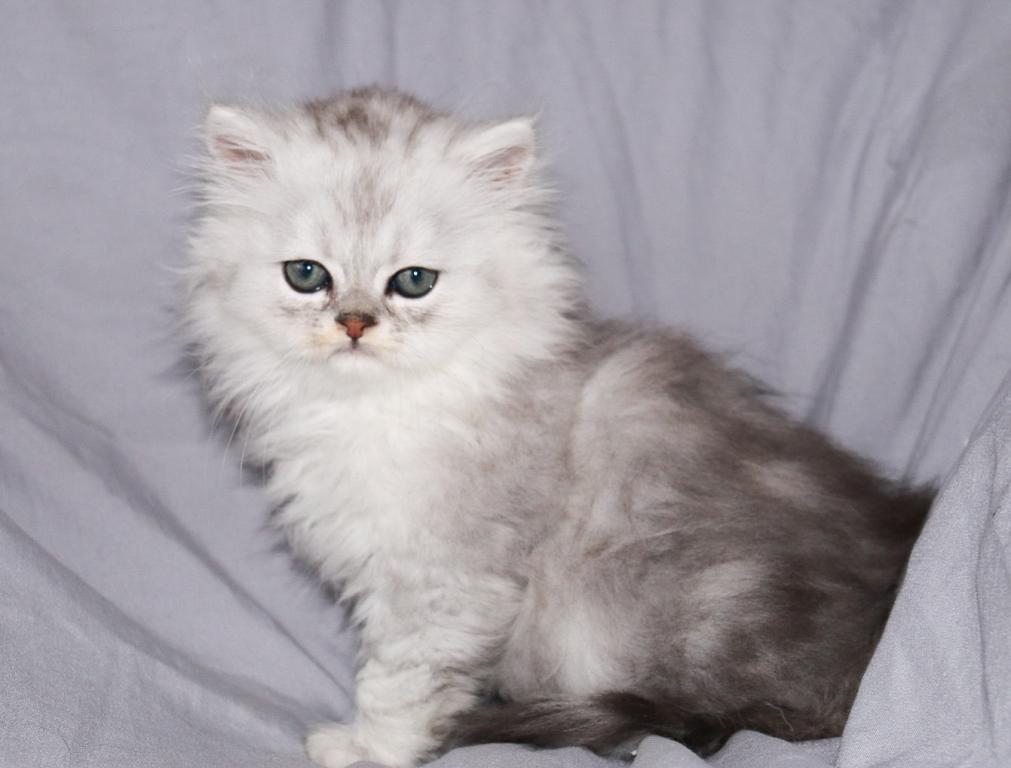 Luka photo 3