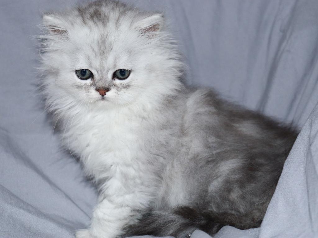 Luka photo 2