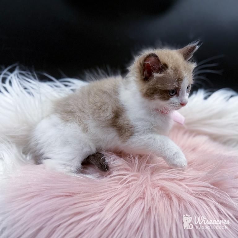 Skye Seal Mink Bicolor Ragdoll Kitten photo 4
