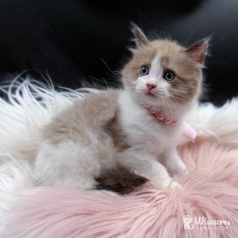 Skye Seal Mink Bicolor Ragdoll Kitten