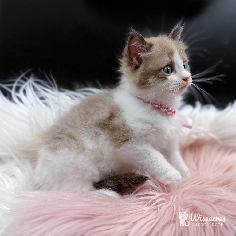 Skye Seal Mink Bicolor Ragdoll Kitten photo 2