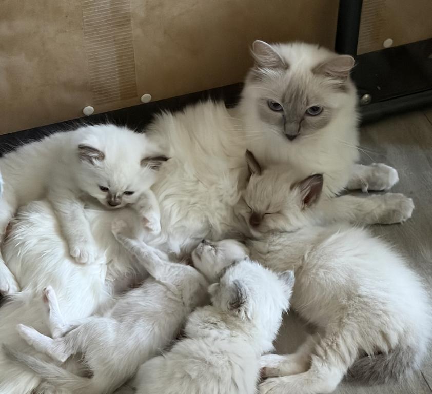 Stellas Litter photo 2