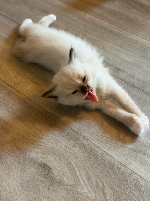 Stellas Litter photo 1