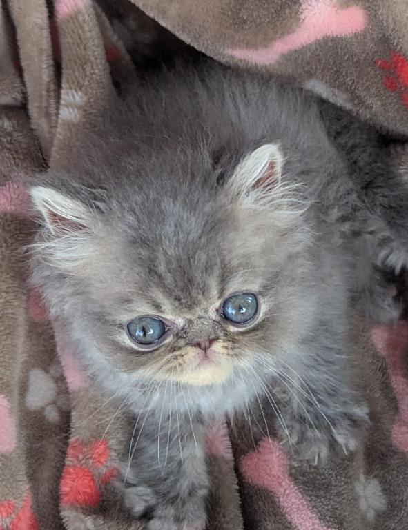 Trudy's Babies