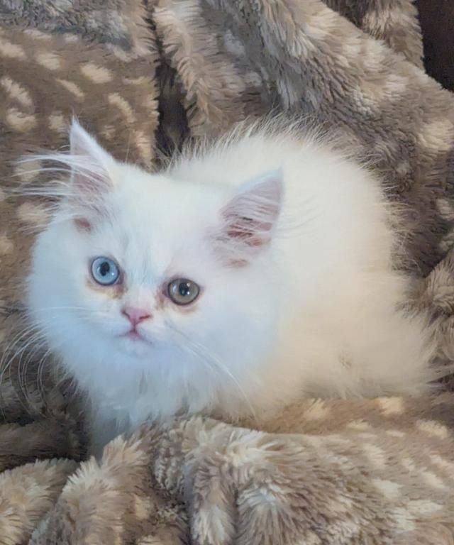 Trudy's Babies photo 3