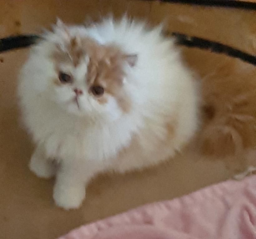 Rocky photo 4