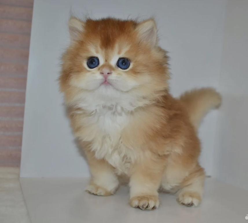 Golden British Kitten Male photo 2