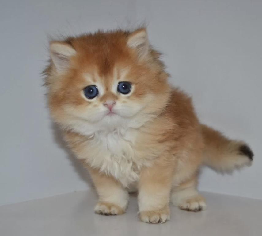 Golden British Kitten Male photo 1