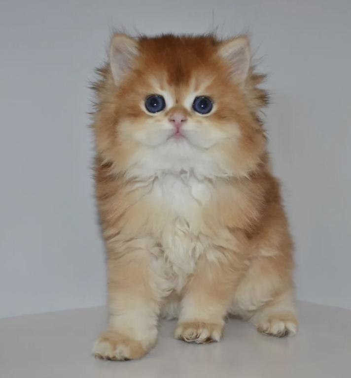 Golden British Kitten Male photo 3