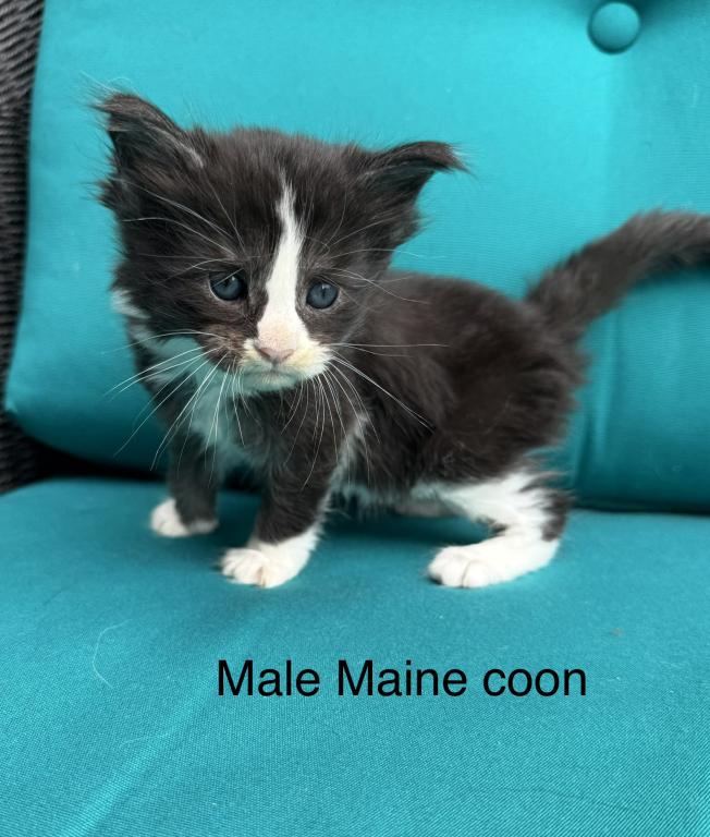 Black And White Male Maine Coon Kitten photo 1
