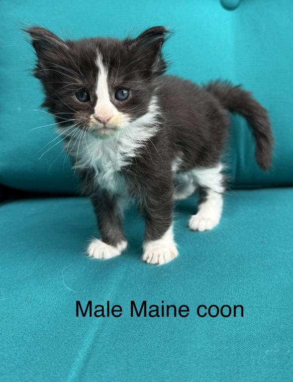 Black And White Male Maine Coon Kitten photo 2