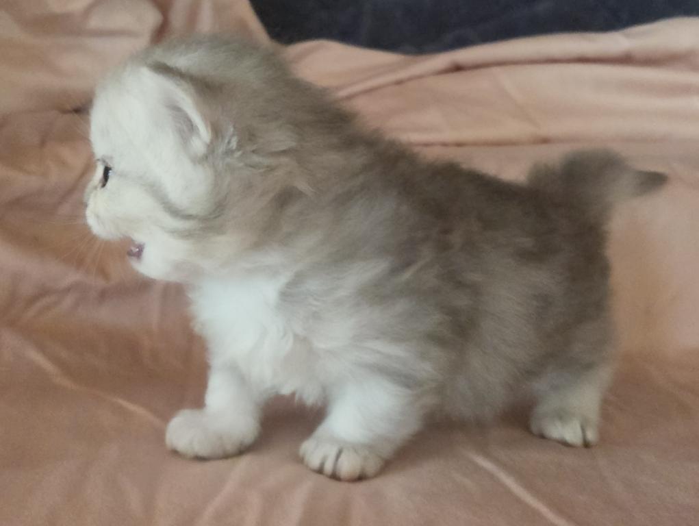 Bouji Baby photo 2