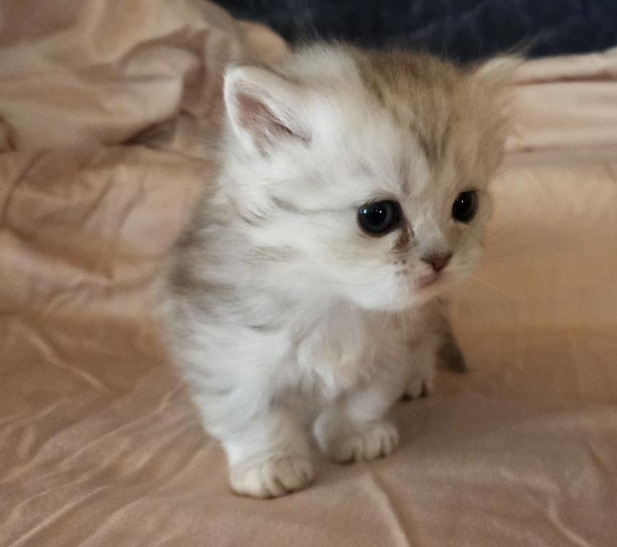 Bouji Baby photo 4