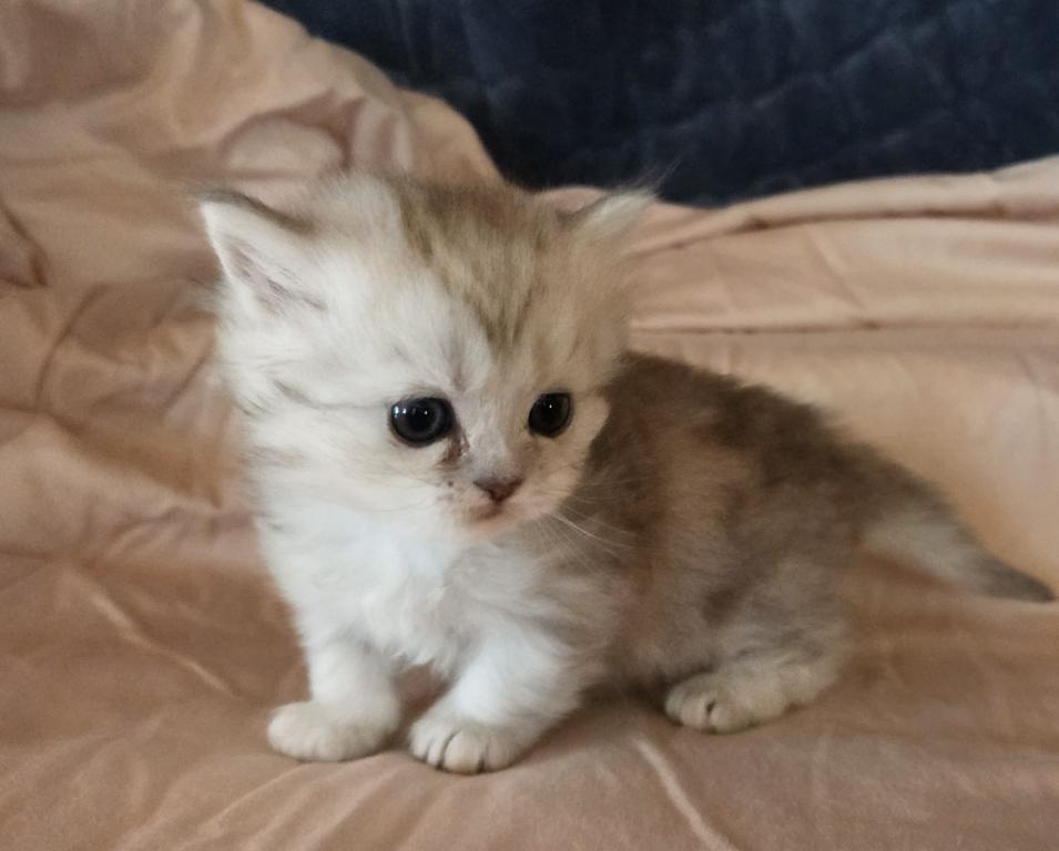 Bouji Baby photo 5