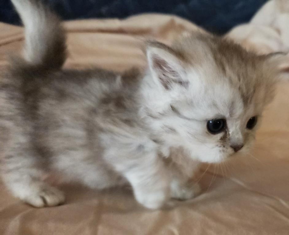 Bouji Baby photo 3