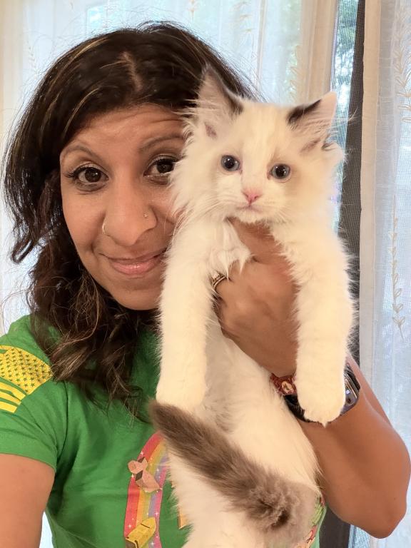 Purebred Bicolor Torte Seal Point Ragdoll Kitten photo 6