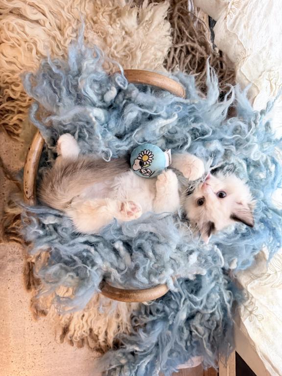 Purebred Bicolor Torte Seal Point Ragdoll Kitten photo 12