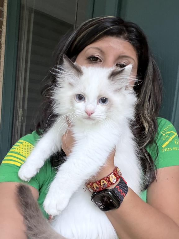 Purebred Bicolor Torte Seal Point Ragdoll Kitten photo 2