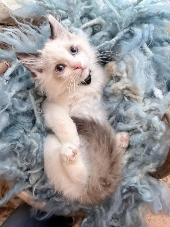 Purebred Bicolor Torte Seal Point Ragdoll Kitten photo 8