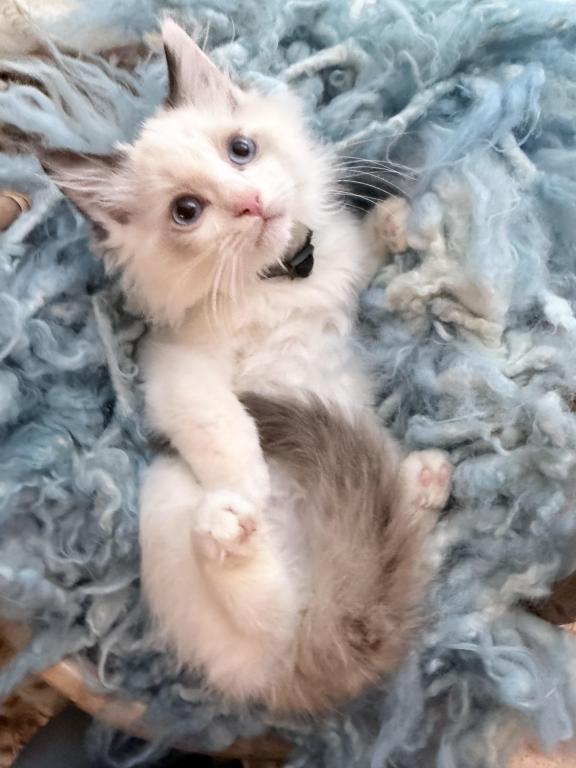 Purebred Bicolor Torte Seal Point Ragdoll Kitten photo 11