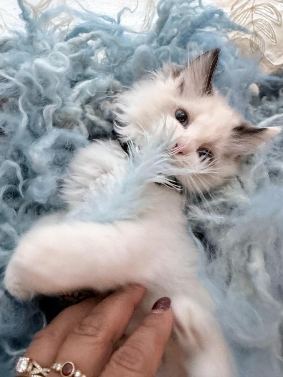 Purebred Bicolor Torte Seal Point Ragdoll Kitten photo 13