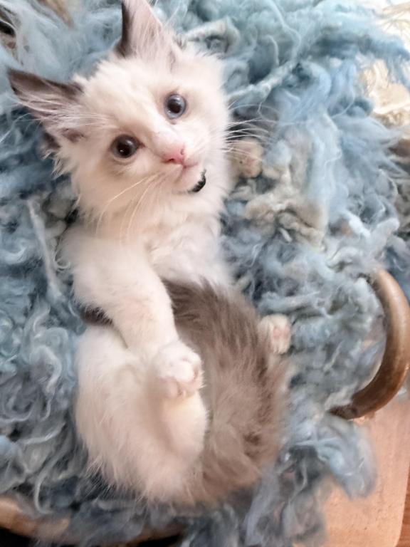Purebred Bicolor Torte Seal Point Ragdoll Kitten photo 1