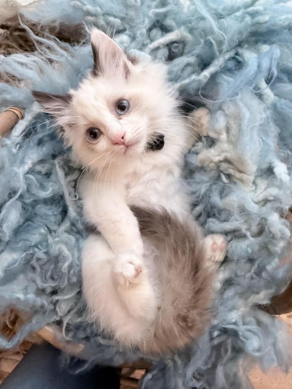 Purebred Bicolor Torte Seal Point Ragdoll Kitten photo 9