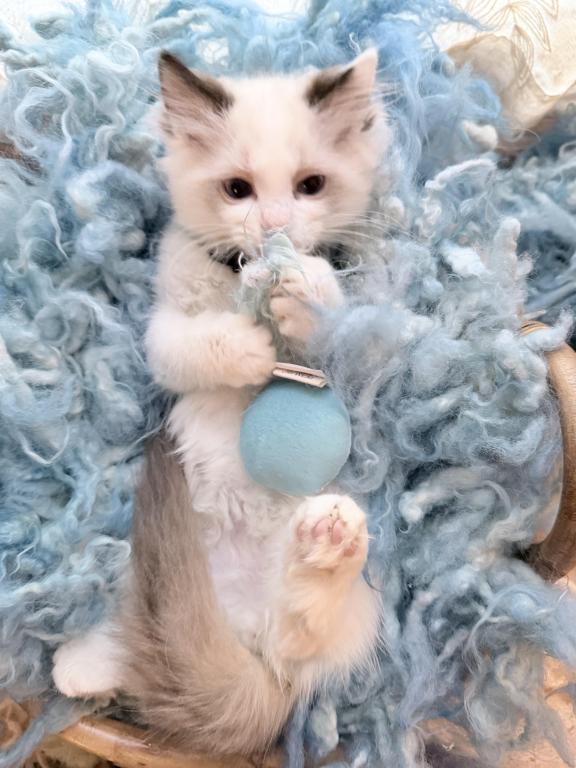 Purebred Bicolor Torte Seal Point Ragdoll Kitten photo 10