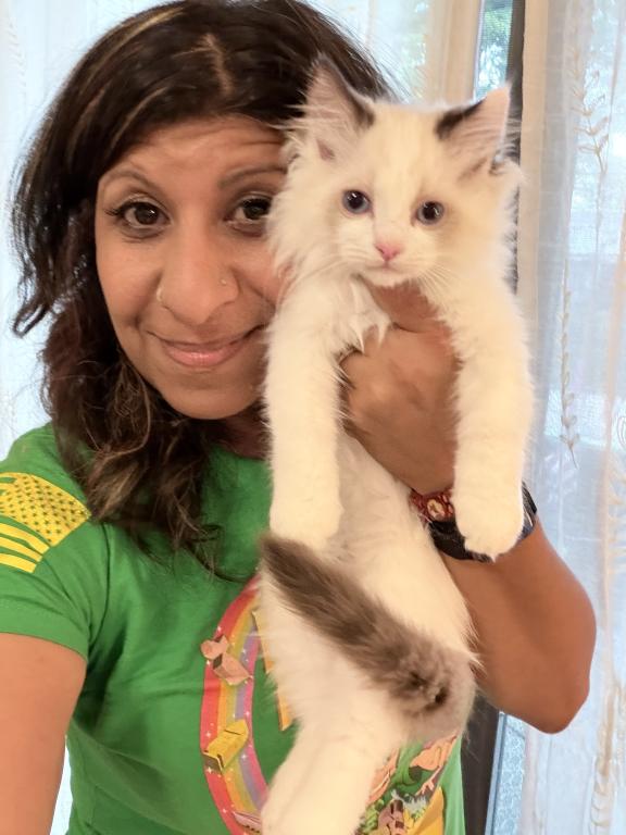 Purebred Bicolor Torte Seal Point Ragdoll Kitten photo 5