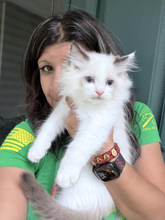 Purebred Bicolor Torte Seal Point Ragdoll Kitten photo 3