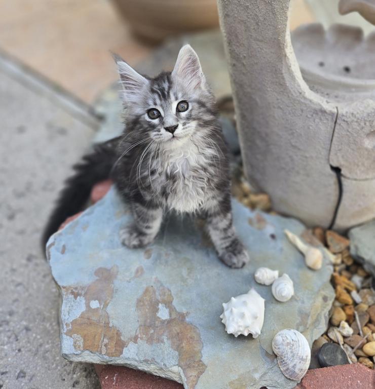 Maine Coon photo 4