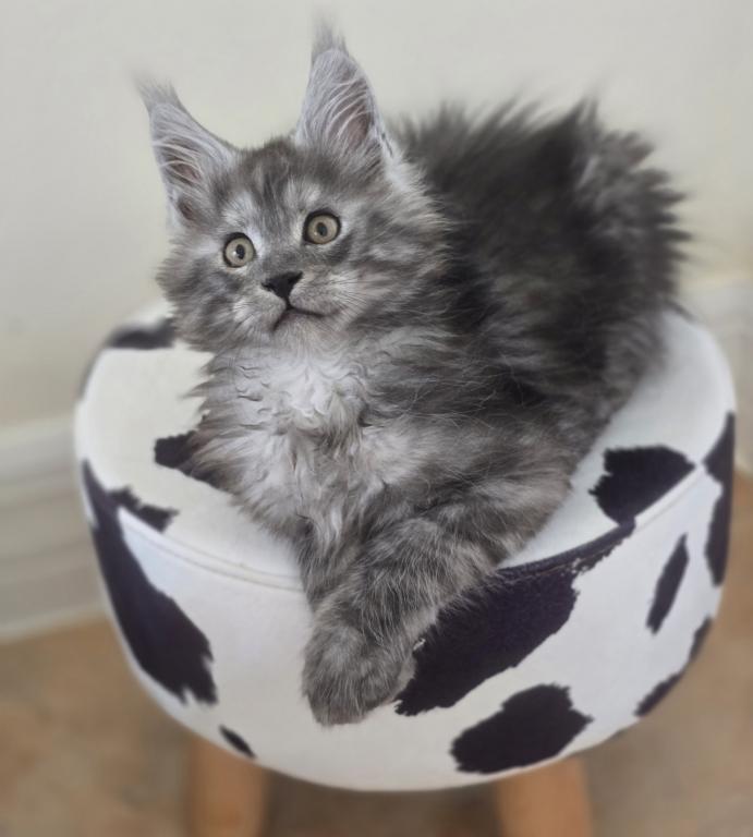 Maine Coon photo 6