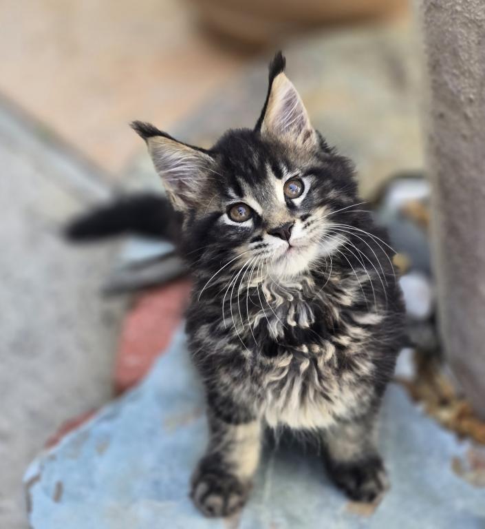 Maine Coon photo 3