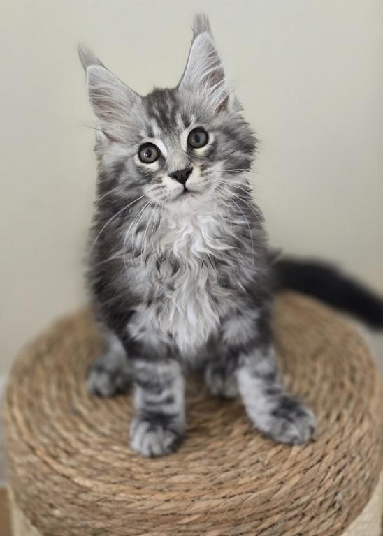 Maine Coon photo 1