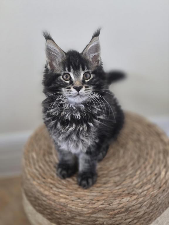 Maine Coon photo 5