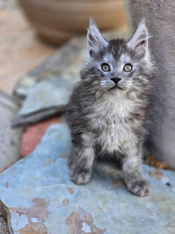 Maine Coon photo 2