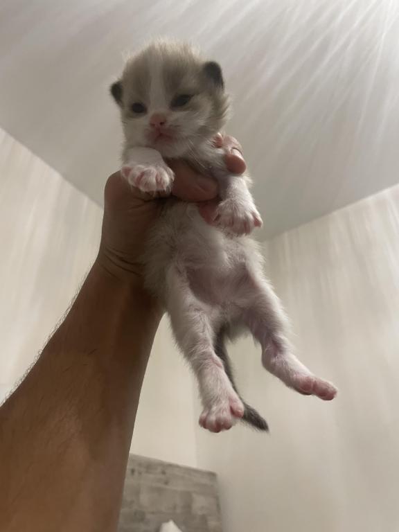 Luna6kittys photo 5