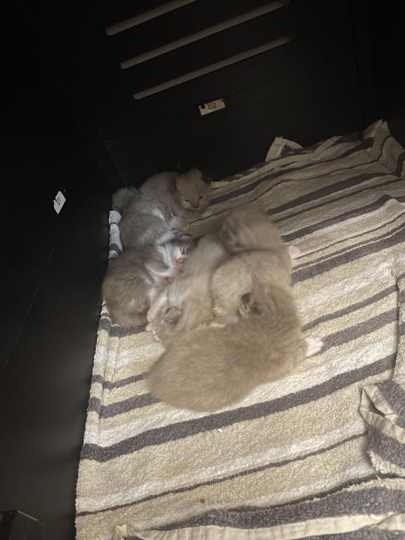 Luna6kittys photo 1
