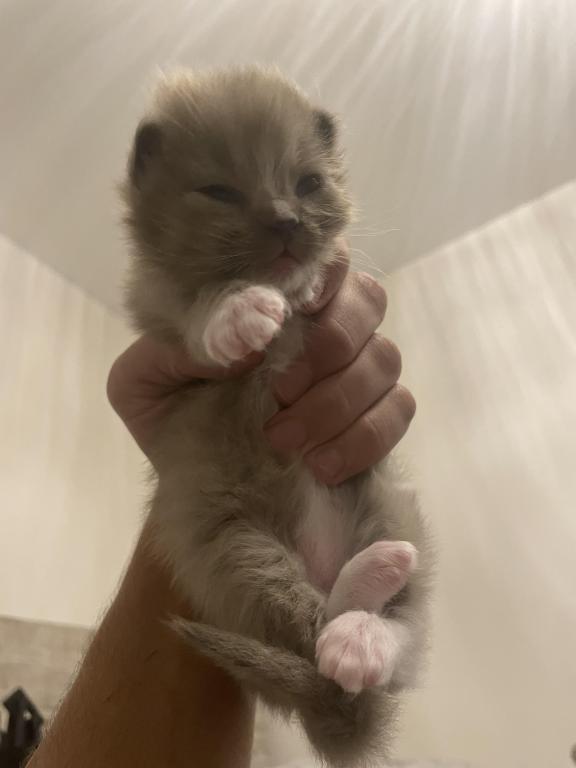 Luna6kittys photo 6