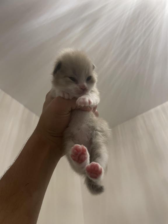 Luna6kittys photo 2