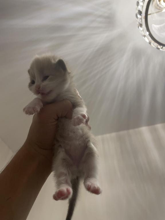 Luna6kittys photo 4