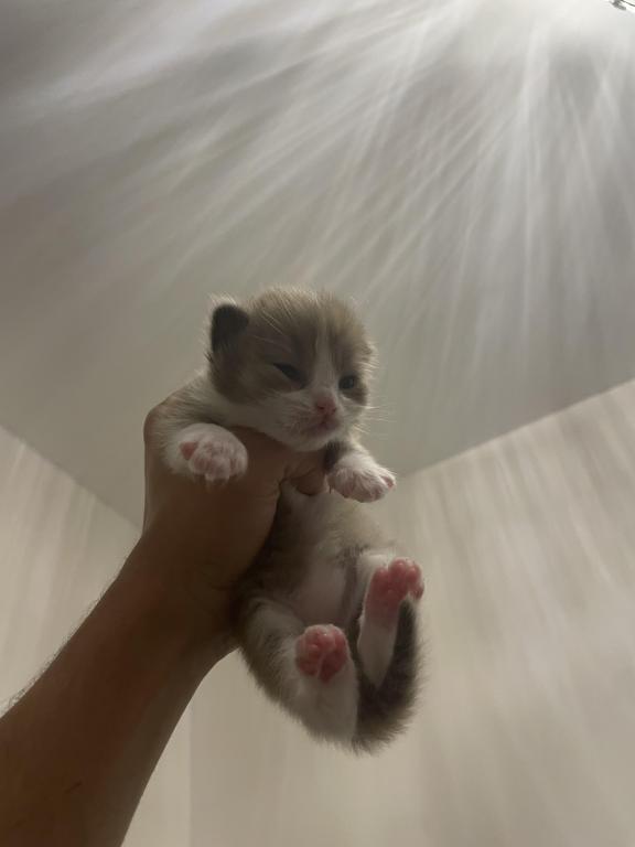 Luna6kittys photo 3