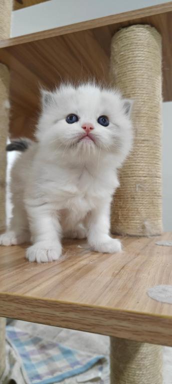 Ragdoll Bicolor Boy1 photo 4