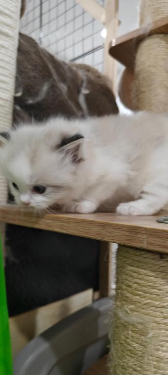 Ragdoll Bicolor Boy1 photo 2