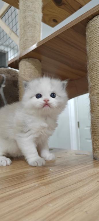 Ragdoll Bicolor Boy1 photo 1