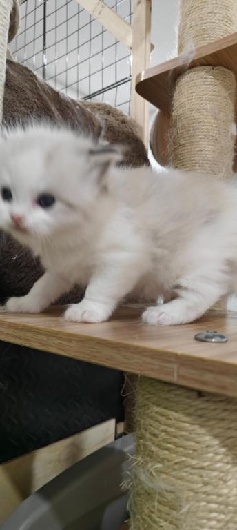 Ragdoll Bicolor Boy1 photo 5